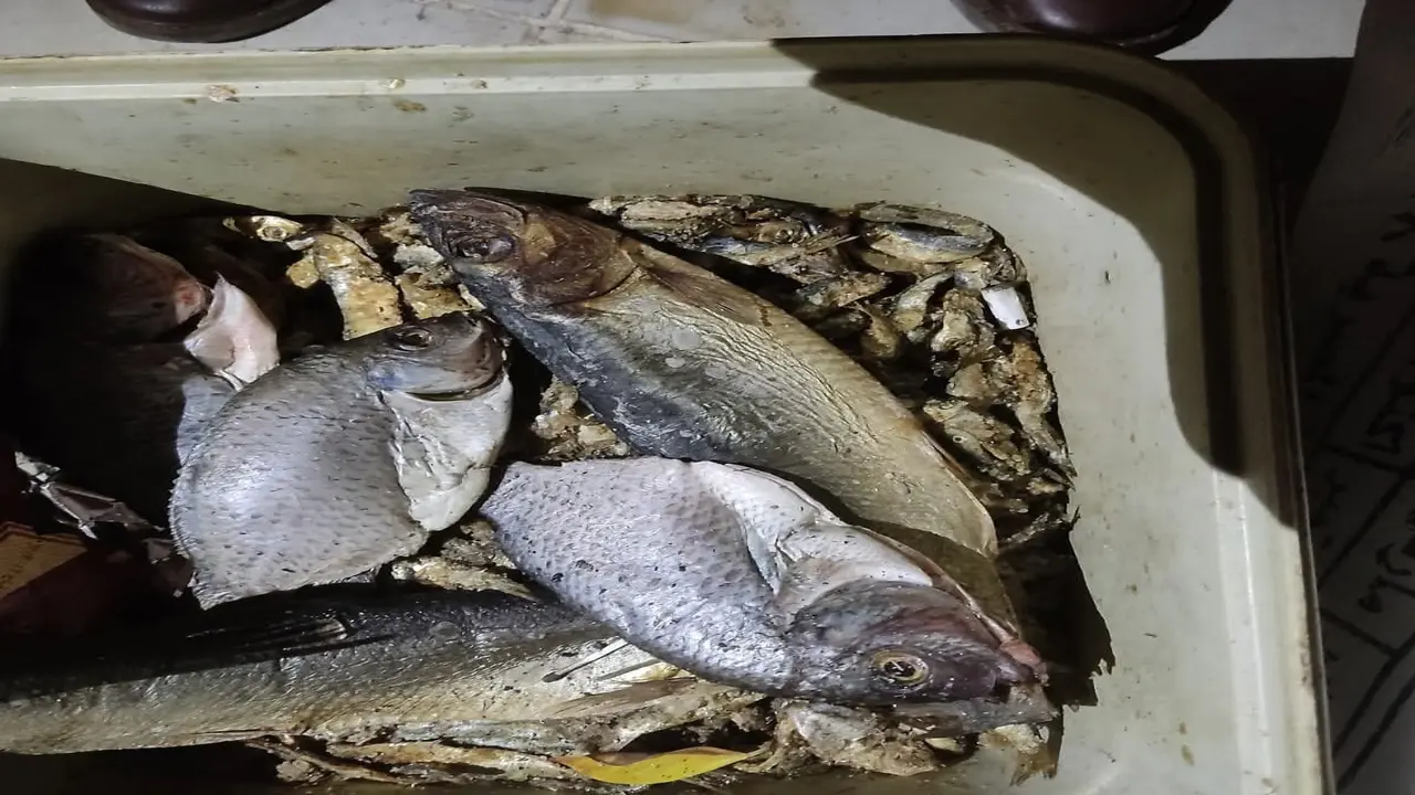 ضبط أطنان من الفسيخ الفاسد في حملات رقابية مفاجئة بمحافظة الأقصر خلال أبريل